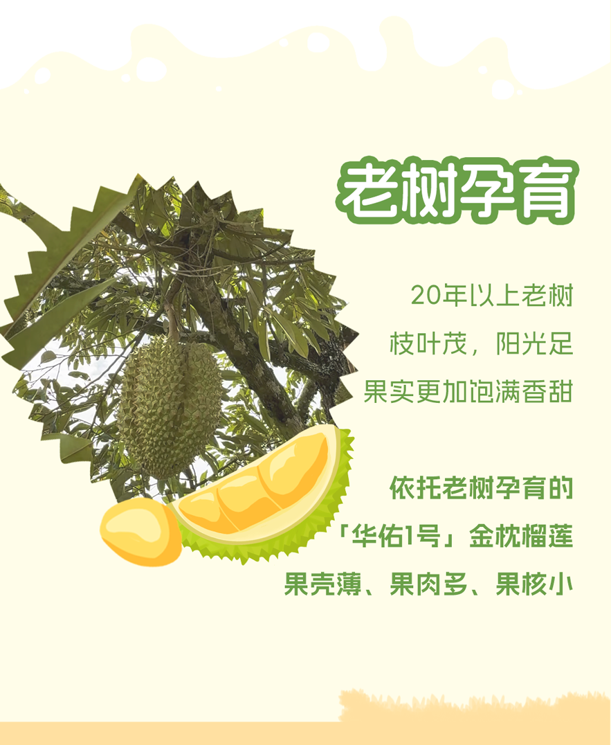 华佑1号榴莲长图_05.png
