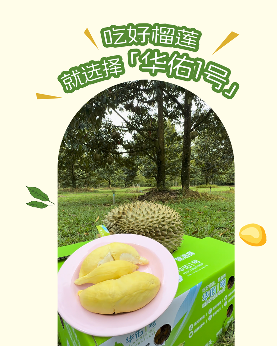 华佑1号榴莲长图_08.png