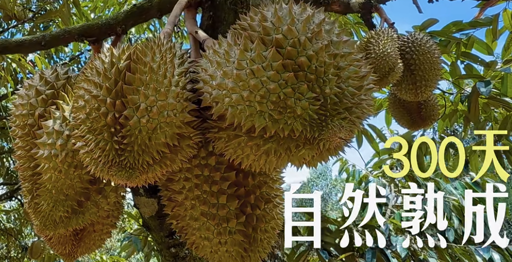 300天自然熟成.png